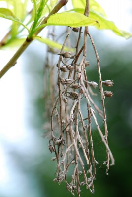 Oxydendron arboreum - kysloun stromový - odkvetlý